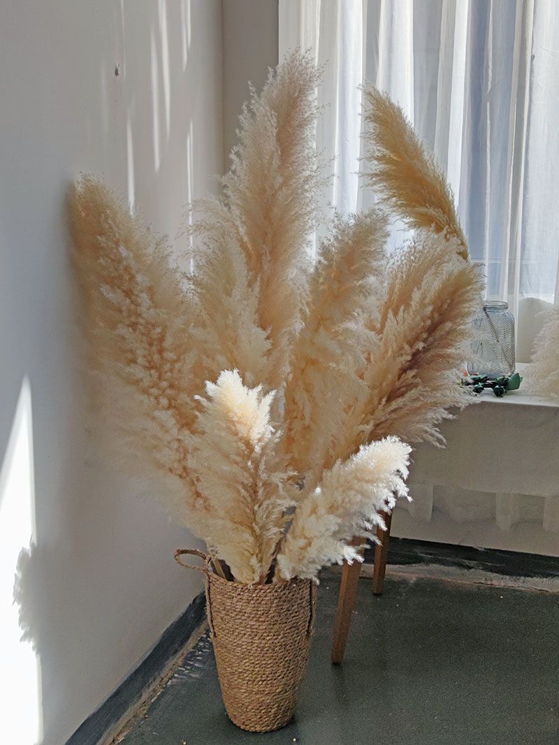 Dried Flower, Natural Pampas Grass, Large Reed, Home Wedding Decoration