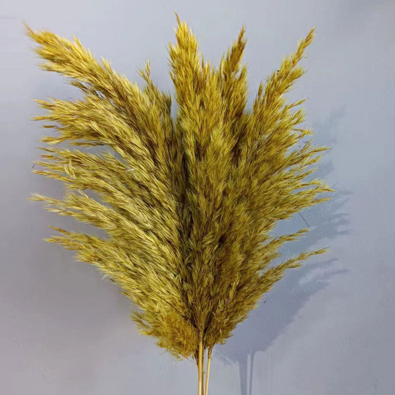 Natural Reed Dried Flower Bouquet Home wedding Decor Eternal Pampas Grass