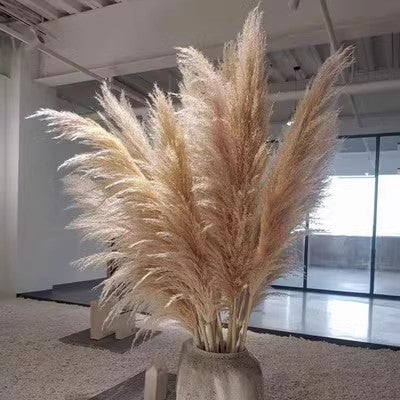 Dried Flower, Natural Pampas Grass, Large Reed, Home Wedding Decoration