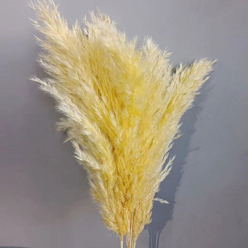 Natural Reed Dried Flower Bouquet Home wedding Decor Eternal Pampas Grass