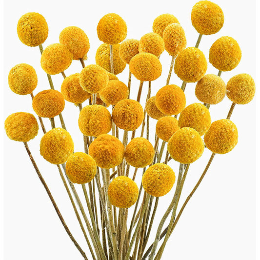 Dried Flower Golden Ball Real Flower  Bouquet Golden Fruit 20pcs