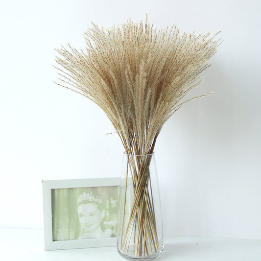 Natural Dried Flower Bouquet Pampas Grass Real Flower Home Indoor Decoration 20PCS