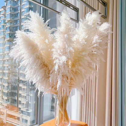 Dried Flower, Natural Pampas Grass, Large Reed, Home Wedding Decoration