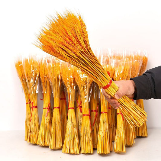 Dried Flower Natural Wheat Ear Bouquet 100 Stems