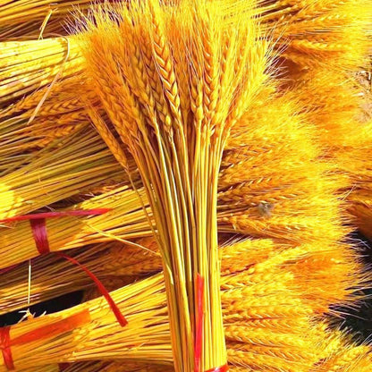 Dried Flower Natural Wheat Ear Bouquet 100 Stems
