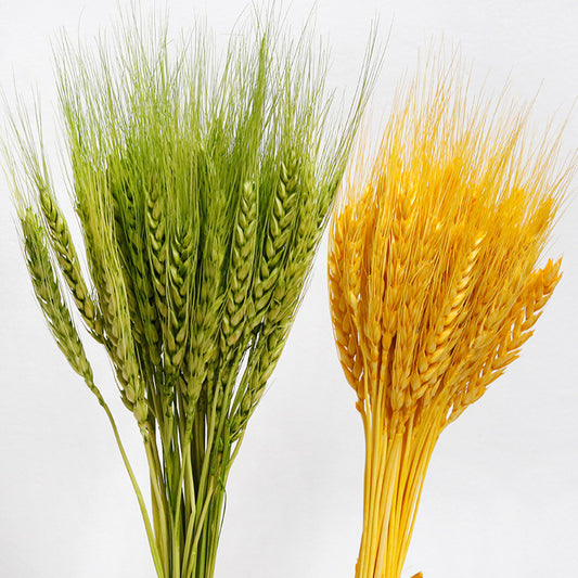 50 Stems Dried Wheat Stalks Natural Wheat Sheaves DIY Dried Flower for Decorating Wedding Table Home Kitchen