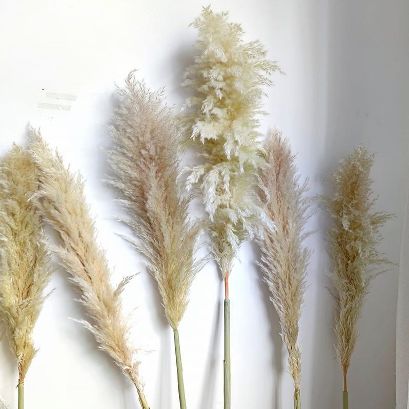 Dried Flower, Natural Pampas Grass, Large Reed, Home Wedding Decoration