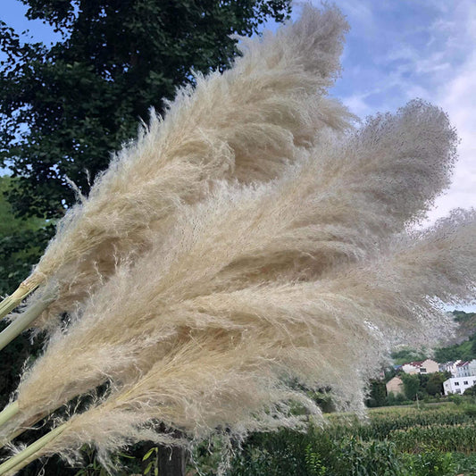 Dried Flower, Natural Pampas Grass, Large Reed, Home Wedding Decoration
